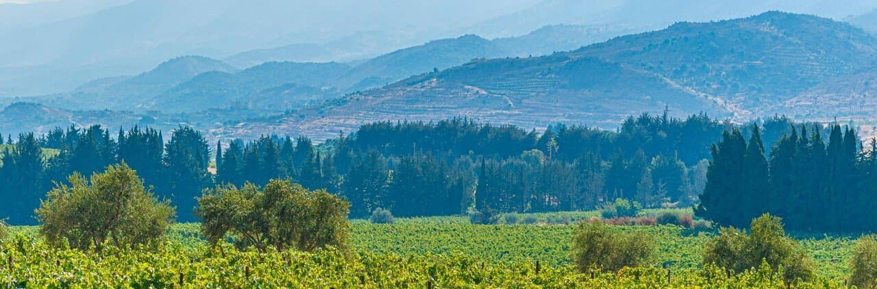 Vignobles de Bekaa Valley