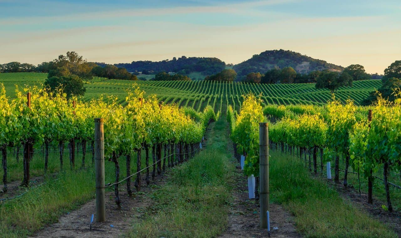 Vignobles de Baja California