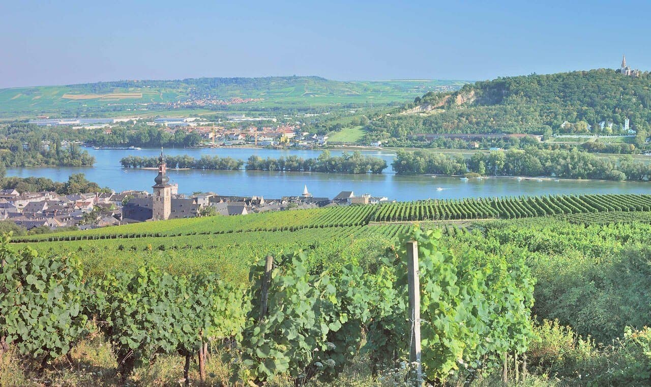 Vignobles de Rheingau